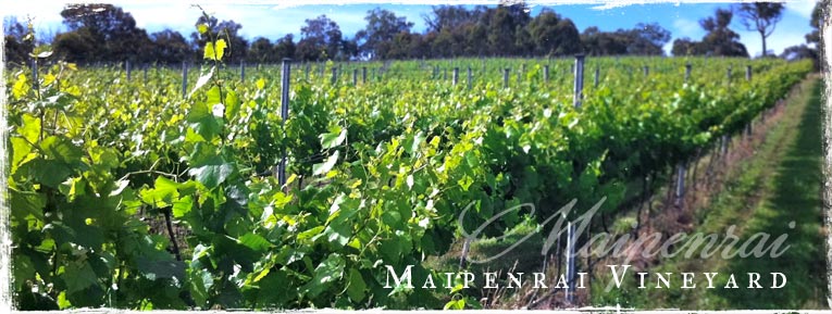 The Vineyard The Vineyard